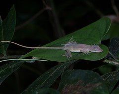 Anolis zeus