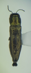 Agrilus egeniformis