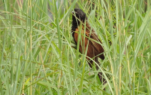 Centropus grillii