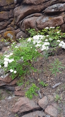 Spiraea flexuosa