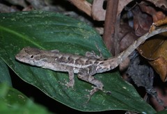 Anolis wilsoni