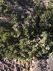 Limonium capense