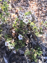 Limonium capense