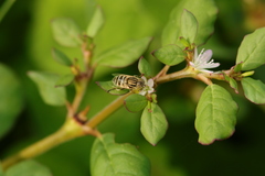 Eristalinus megacephalus