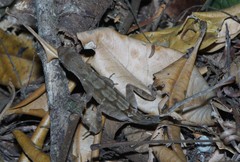 Anolis wilsoni