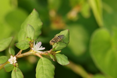 Eristalinus megacephalus