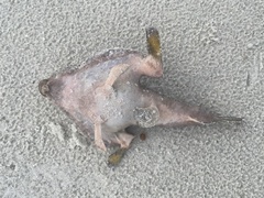 Ogcocephalidae