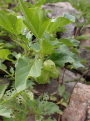 Physochlaina physaloides