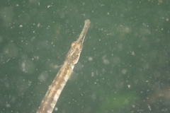 Syngnathus rostellatus