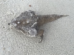 Ogcocephalidae