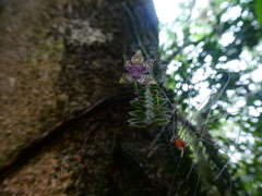 Dichaea neglecta