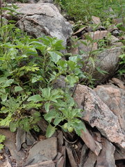 Physochlaina physaloides