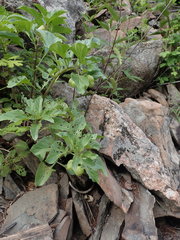 Physochlaina physaloides