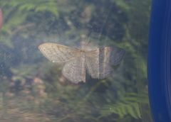 Idaea macilentaria