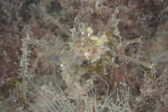 Macropodia rostrata