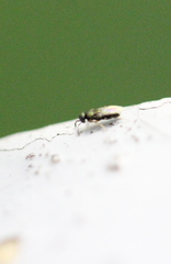 Psyllaephagus bliteus