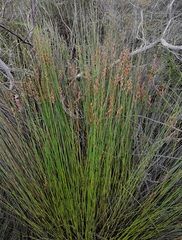 Hypodiscus aristatus