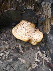 Cerioporus squamosus