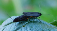 Lepidoptera