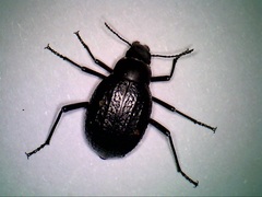 Adesmia cancellata