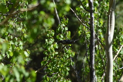 Setophaga coronata auduboni