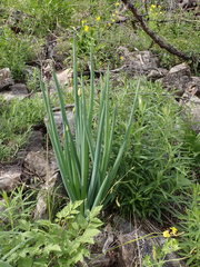 Allium altaicum