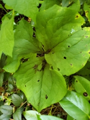 Trillium grandiflorum