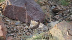 Bucanetes githagineus