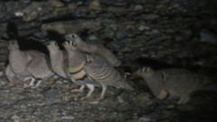 Pterocles lichtensteinii