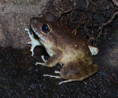 Craugastor aurilegulus