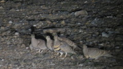 Pterocles lichtensteinii