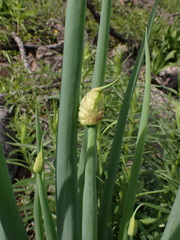 Allium altaicum