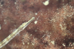 Syngnathus rostellatus