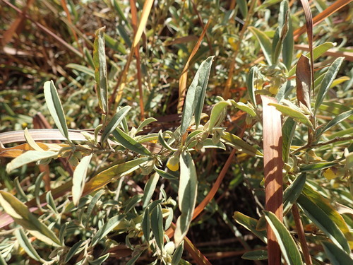 Image of Hermannia lancifolia by (c) Mahomed Desai, some rights reserved (CC BY)