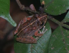 Craugastor aurilegulus