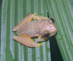 Duellmanohyla salvavida