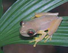 Duellmanohyla salvavida