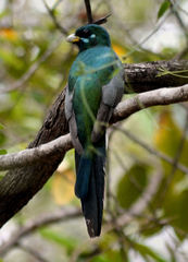 Apaloderma narina narina