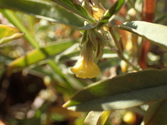 Hermannia lancifolia