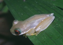 Duellmanohyla salvavida