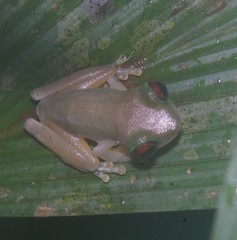 Duellmanohyla salvavida