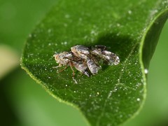 Tephritis vespertina