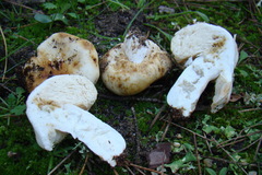 Russula ammophila