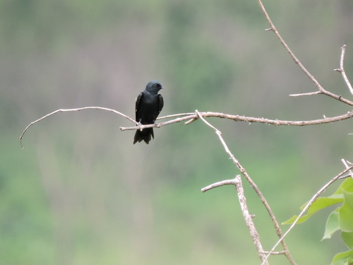 Square-tailed Sawwing