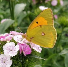 Colias myrmidone