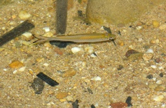 Rasbora dusonensis