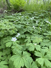Anemonastrum baicalense
