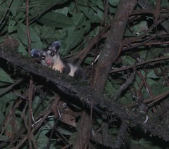 Didelphis marsupialis