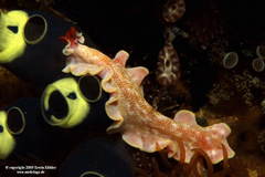 Phrikoceros fritillus