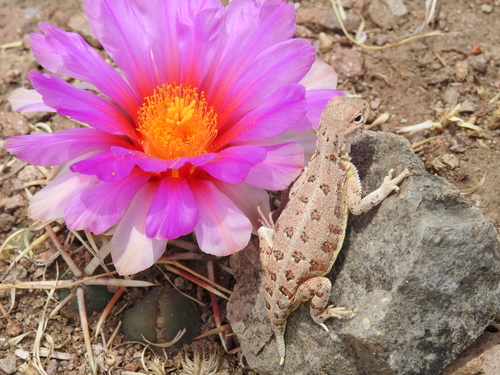 Western Earless Lizard